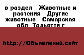  в раздел : Животные и растения » Другие животные . Самарская обл.,Тольятти г.